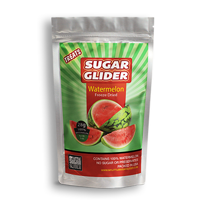 My Little Sugar Glider | Sugar Glider breeder