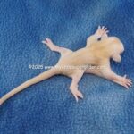 DSC04967