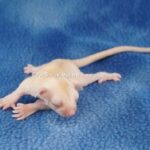 DSC04986