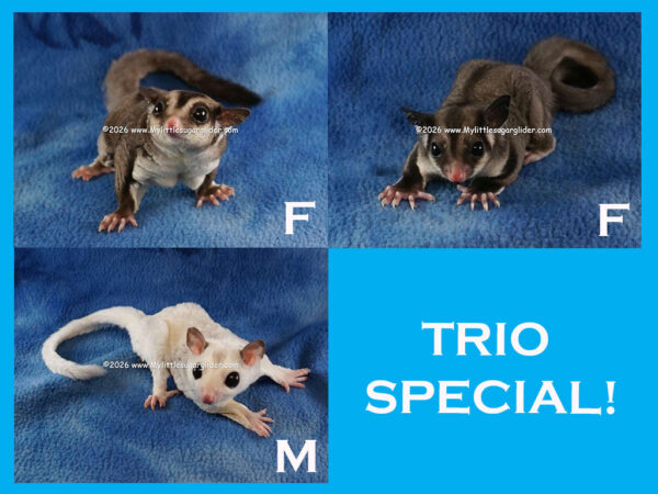 Roger Athena & T’eeah