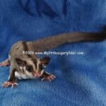 DSC07379