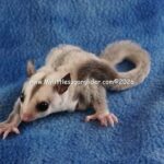 DSC08194